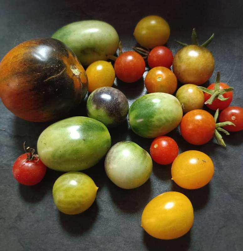 Tomato Cherry Blend (0.6ml Seeds)