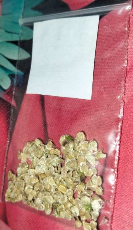 Tomato Cherry Blend (0.6ml Seeds)