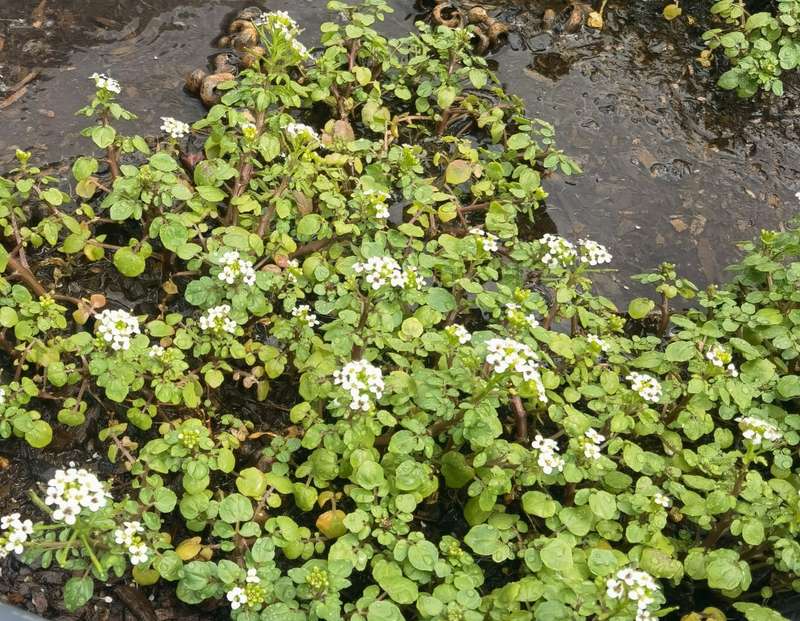 Watercress Organic (20 Seeds)