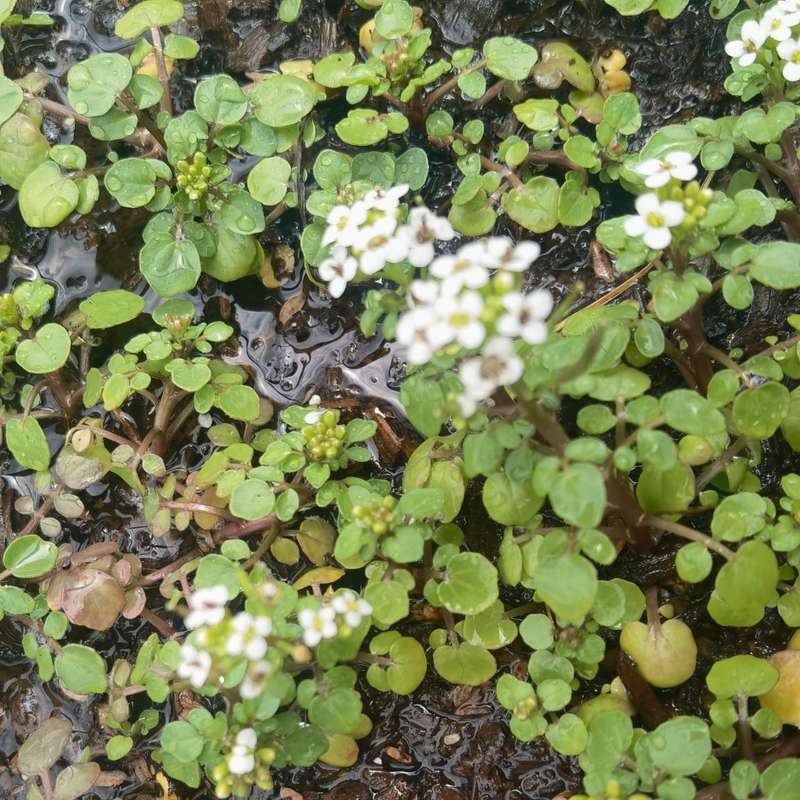 Watercress Organic (20 Seeds)