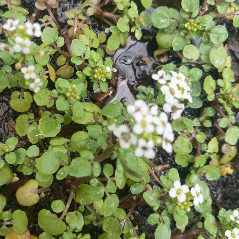 Watercress Organic (20 Seeds)