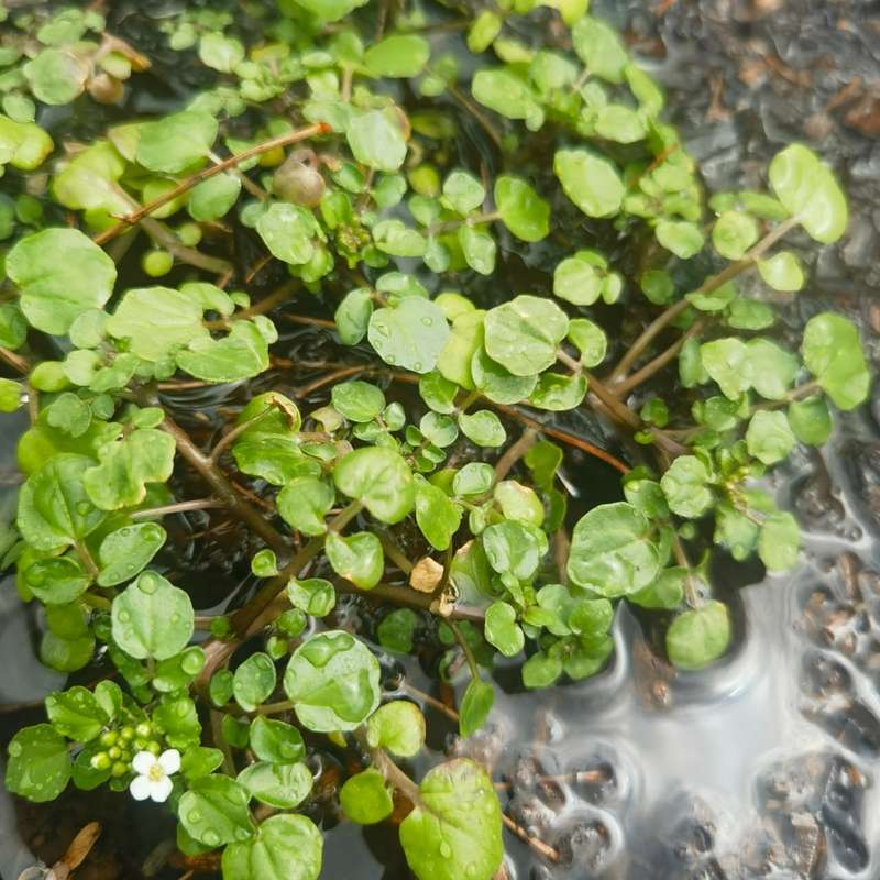 Watercress Organic (20 Seeds)
