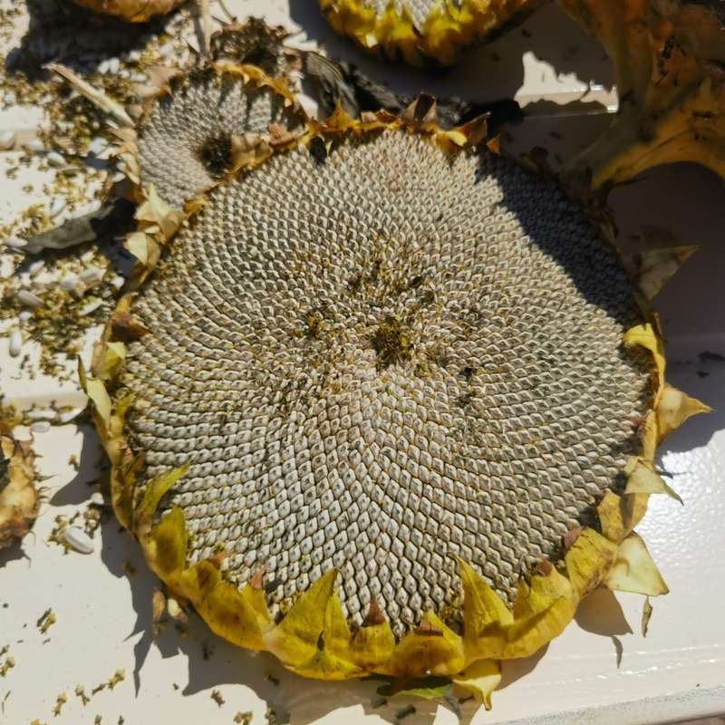 Sunflower Giant White Oilseed (10 Seeds)