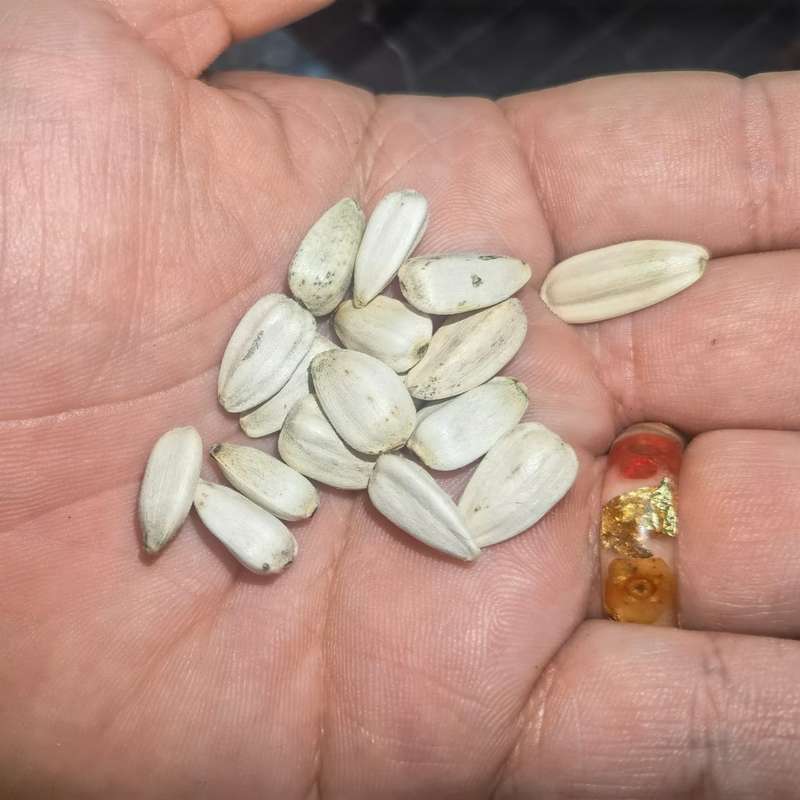 Sunflower Giant White Oilseed (10 Seeds)