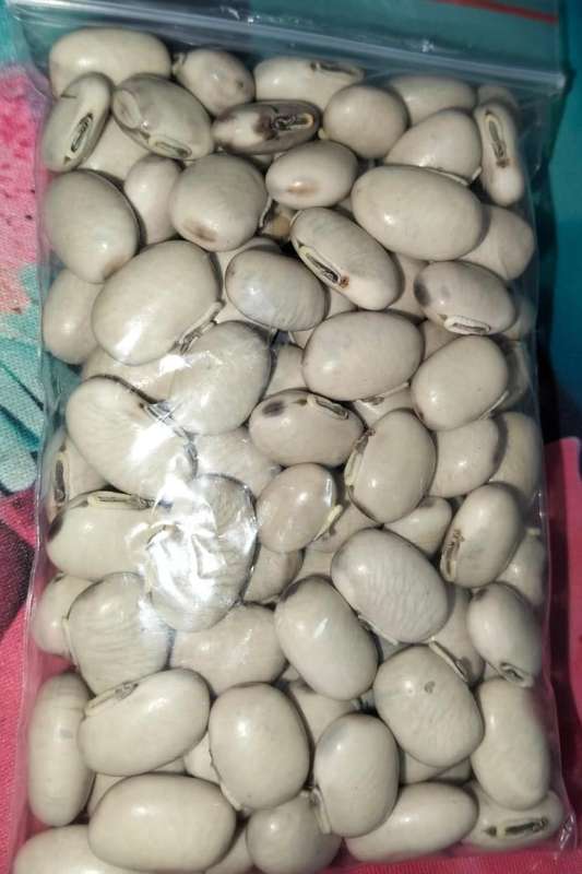 Bean White Velvet Organic - 100 Seeds