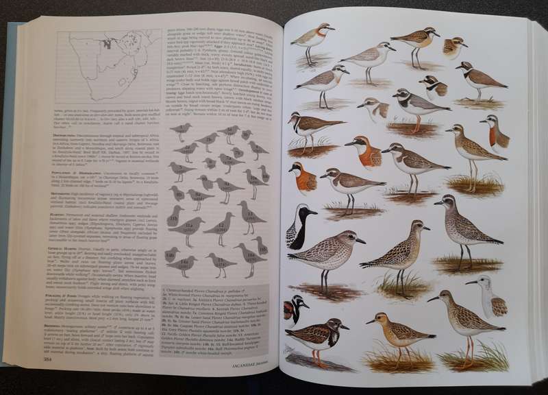 Roberts Birds of Southern Africa, 7th ed by PAR Hockey, WRJ Dean, PG Ryan - Like New