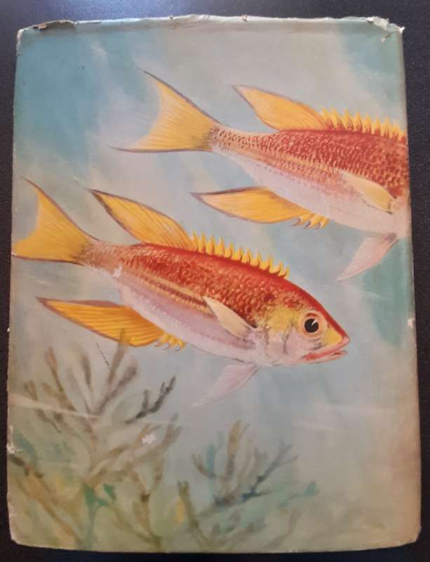 The sea fishes of Southern Africa, Professor J. L. B. Smith 1965, Reprint Revised Enlarged Edition