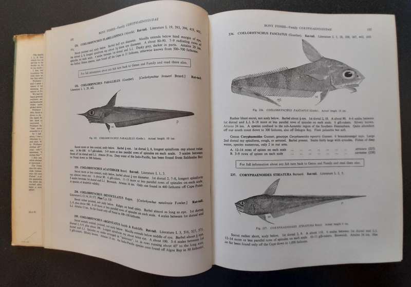 The sea fishes of Southern Africa, Professor J. L. B. Smith 1965, Reprint Revised Enlarged Edition