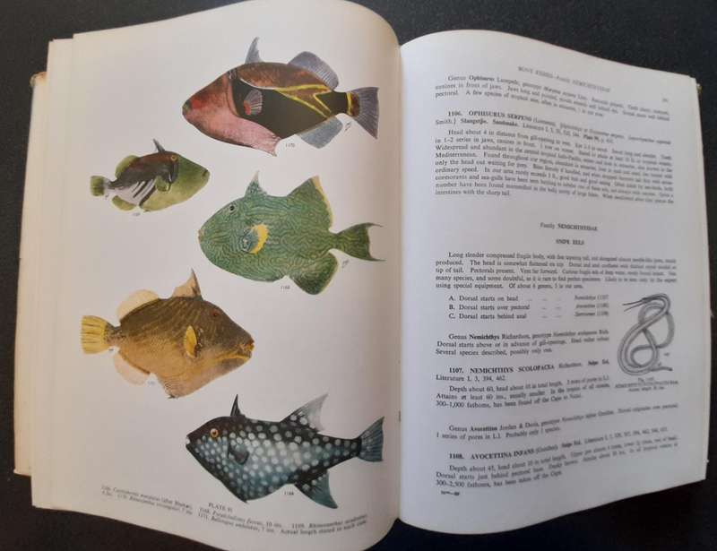 The sea fishes of Southern Africa, Professor J. L. B. Smith 1965, Reprint Revised Enlarged Edition