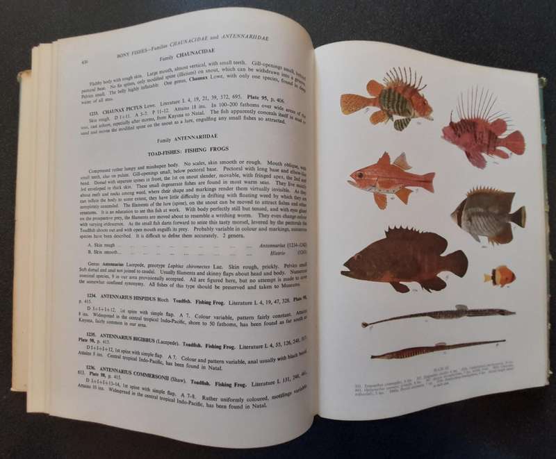 The sea fishes of Southern Africa, Professor J. L. B. Smith 1965, Reprint Revised Enlarged Edition