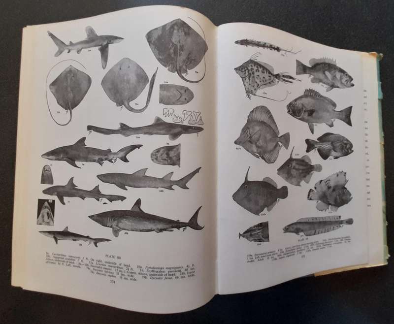 The sea fishes of Southern Africa, Professor J. L. B. Smith 1965, Reprint Revised Enlarged Edition