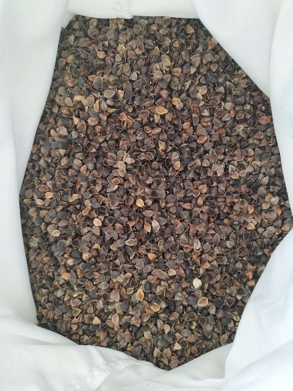 Buckwheat Pillow