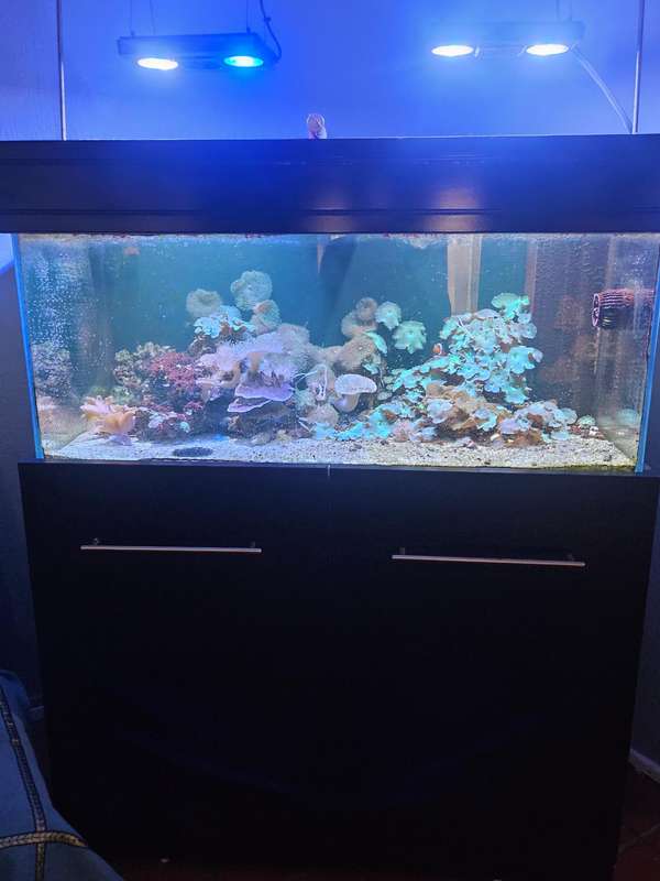 Marine Fish Tank with fish