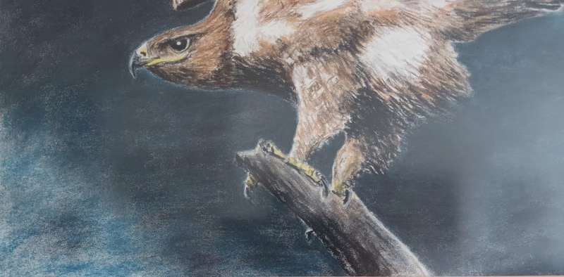 EAGLE FRAMED PASTEL PAINTING. 73x55.5cm.