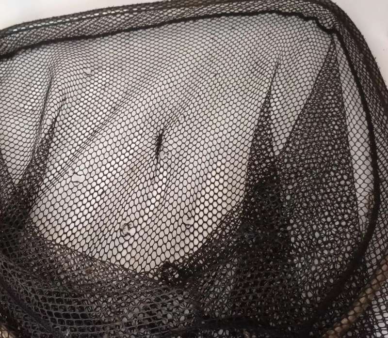 Fishing landing Net. Patched up. Still Useable. 1.26m.
