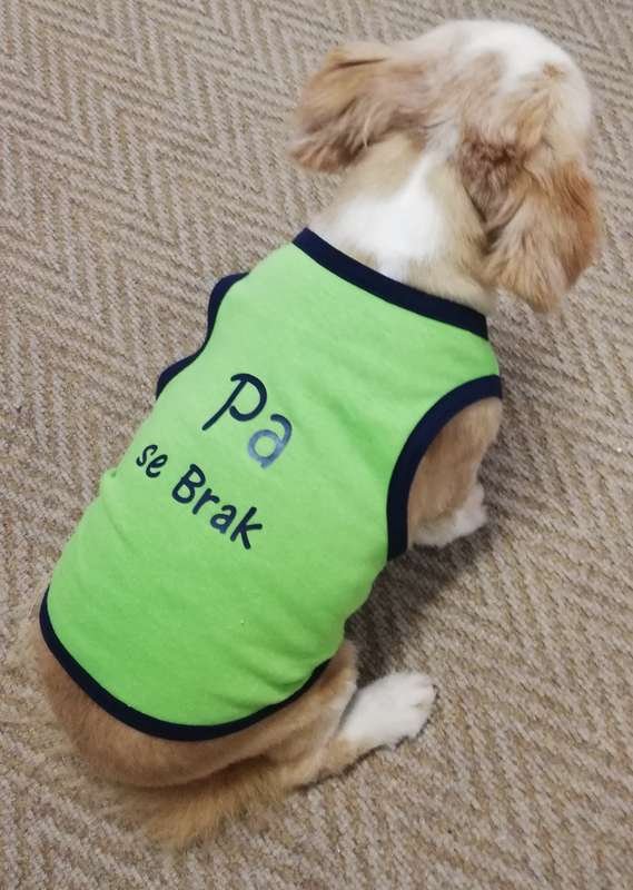 Dog vest - Pa se Brak