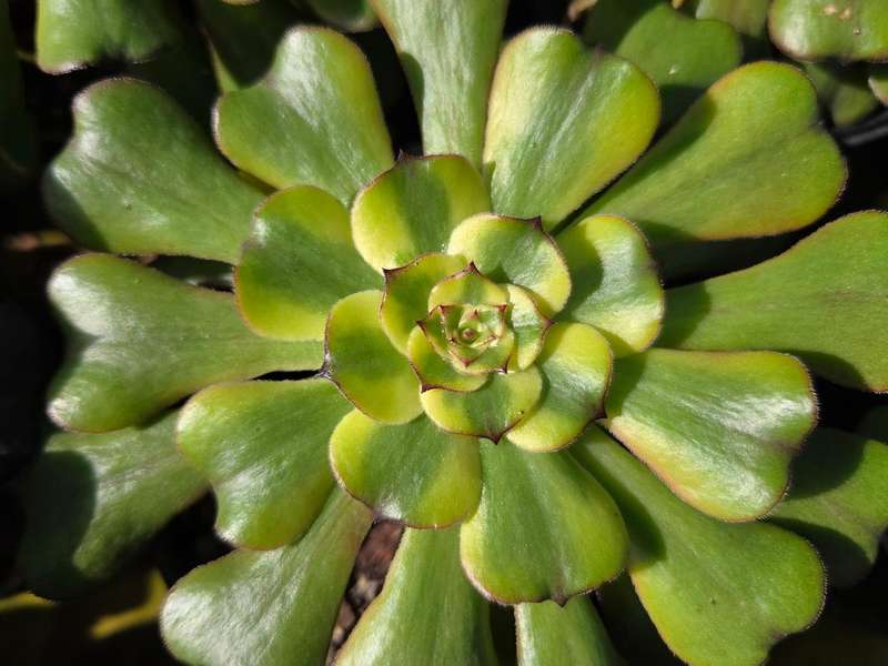 Aeonium 'Tsar'