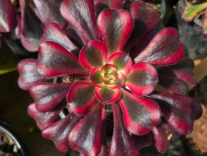 Aeonium 'Chanel'