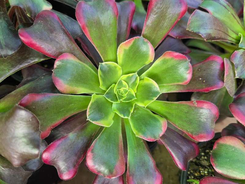 Aeonium 'Candy Apple'