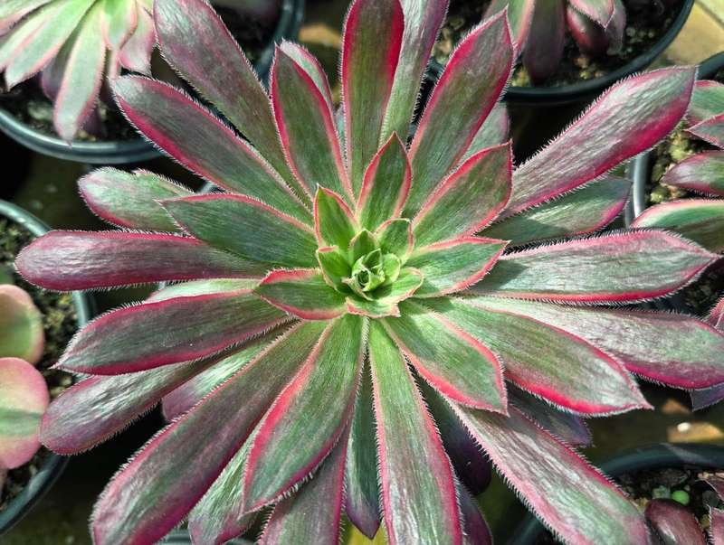 Aeonium 'Peacock'