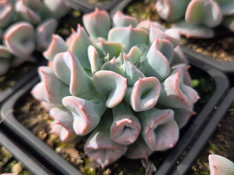 Echeveria 'Pignose'     What a beautiful and unique Echeveria cultivar.  Small compact rosettes with