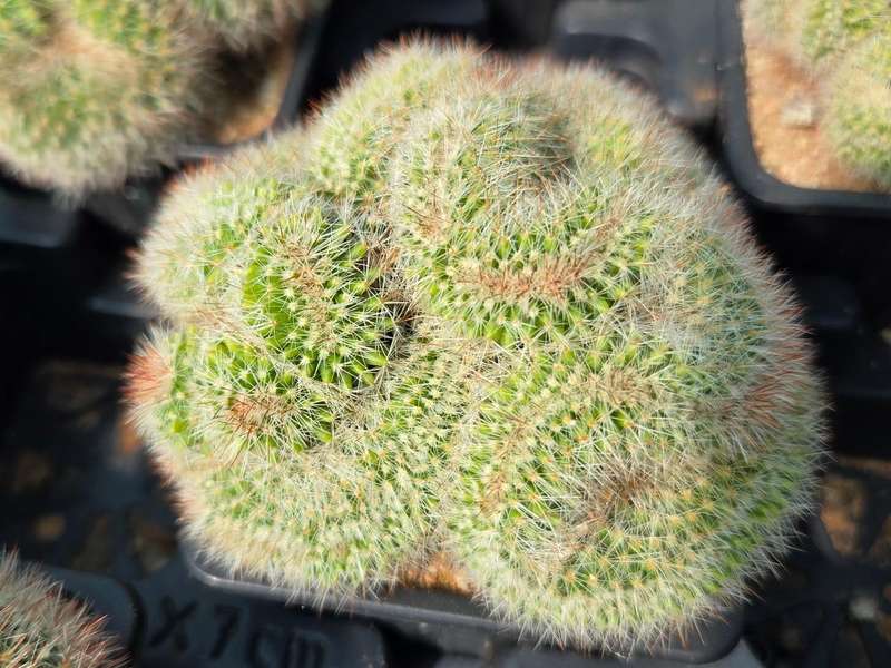 Mammillaria pilcayensis Crested