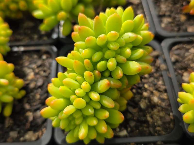 Sedum corynephyllum Crested