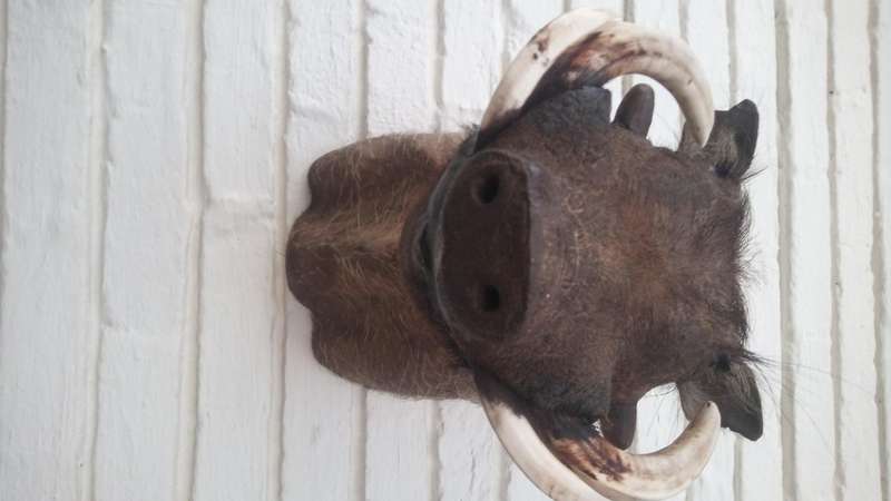 Warthog head/shoulder mount