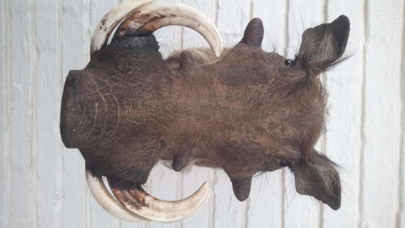 Warthog head/shoulder mount