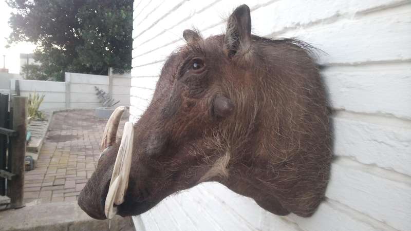 Warthog head/shoulder mount