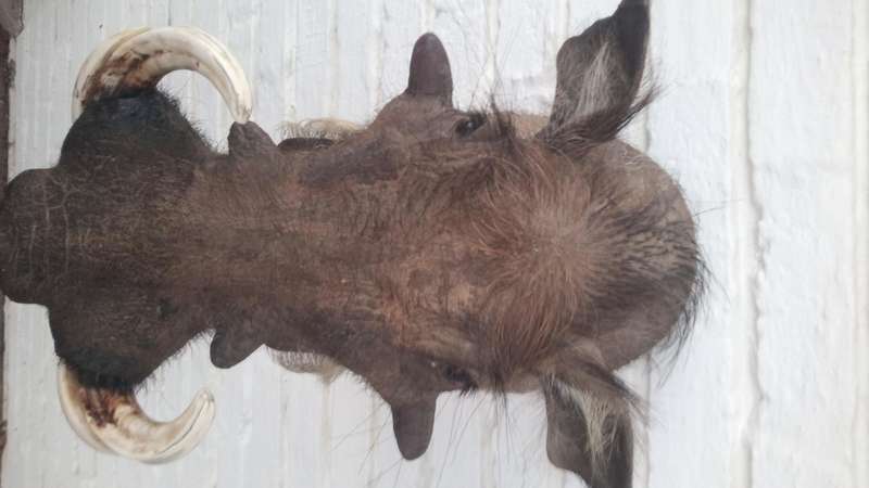 Warthog head/shoulder mount