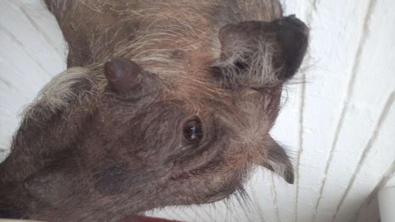 Warthog head/shoulder mount