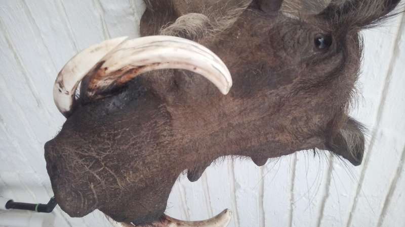 Warthog head/shoulder mount