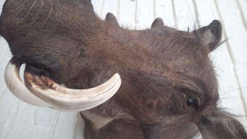 Warthog head/shoulder mount