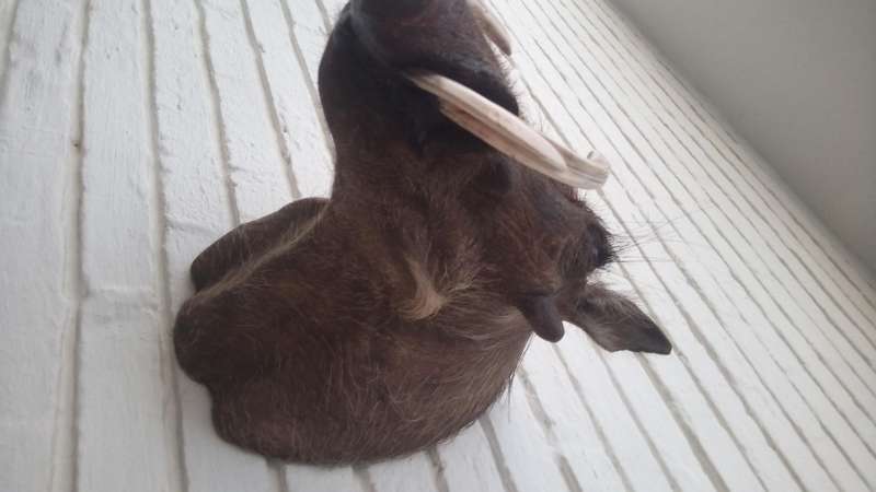 Warthog head/shoulder mount