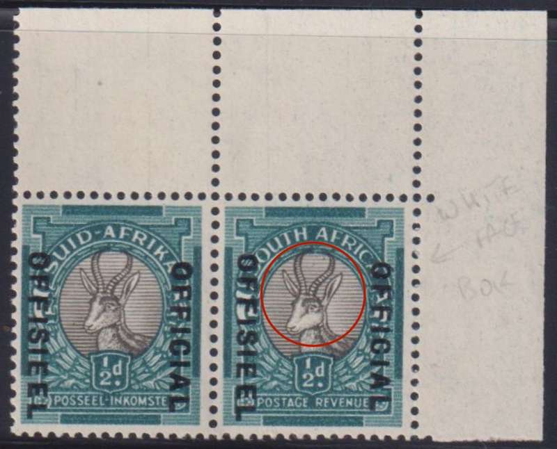 SA 1935 1/2d "WHITE FACE ON SPRINGBOK"  OFFICIAL UNMOUNTED MINT - SACC O23v