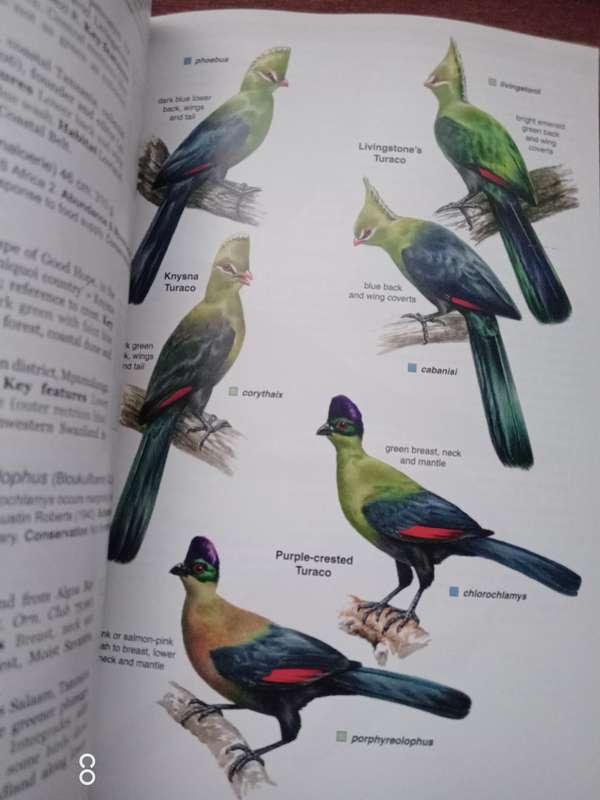 Roberts Geographic Variation of Southern African Birds