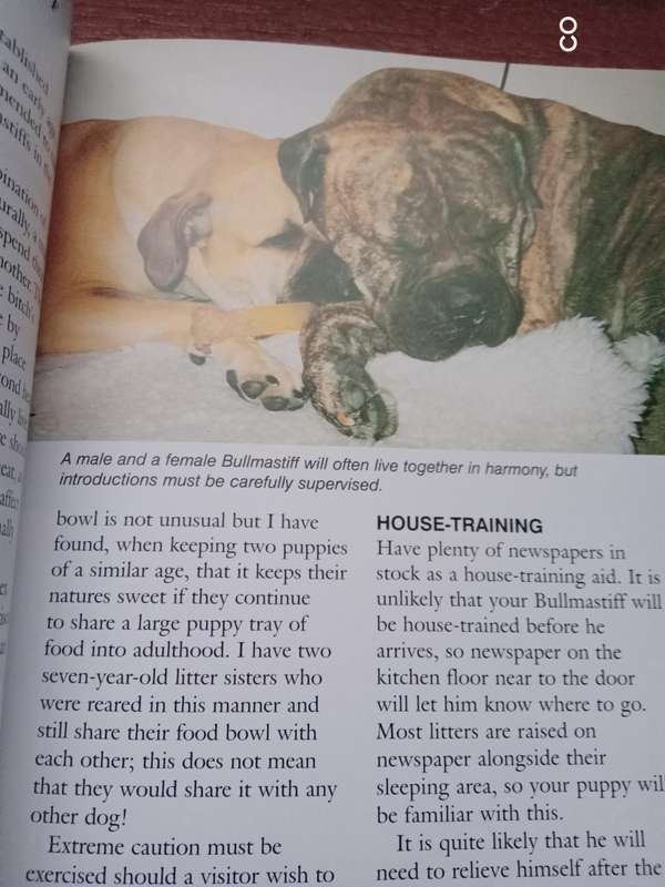 Pet Owner's Guide to the Bullmastiff - Janet Gunn