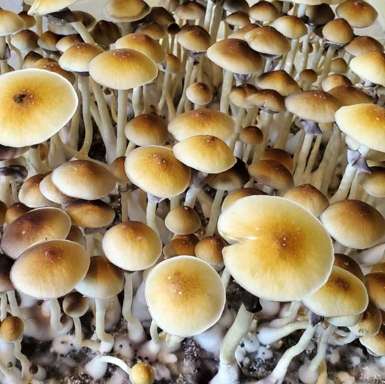 Albino Mushroom Spores - SV-10