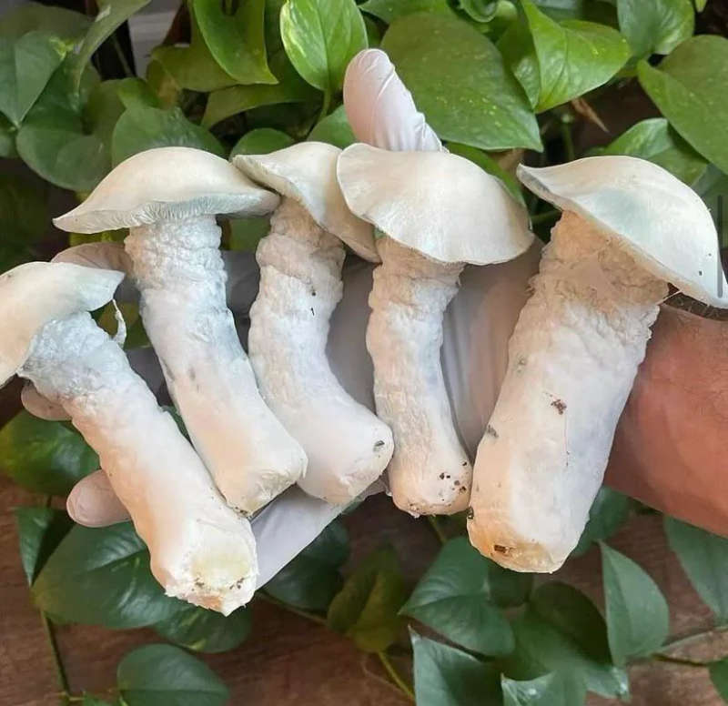 Albino Mushroom Spores - SV-10