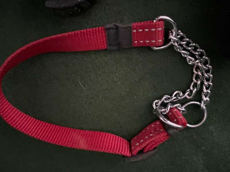 Dog Collars : Rogz collars - take a look : 2 collars and one harness  (sml to med )- good condition