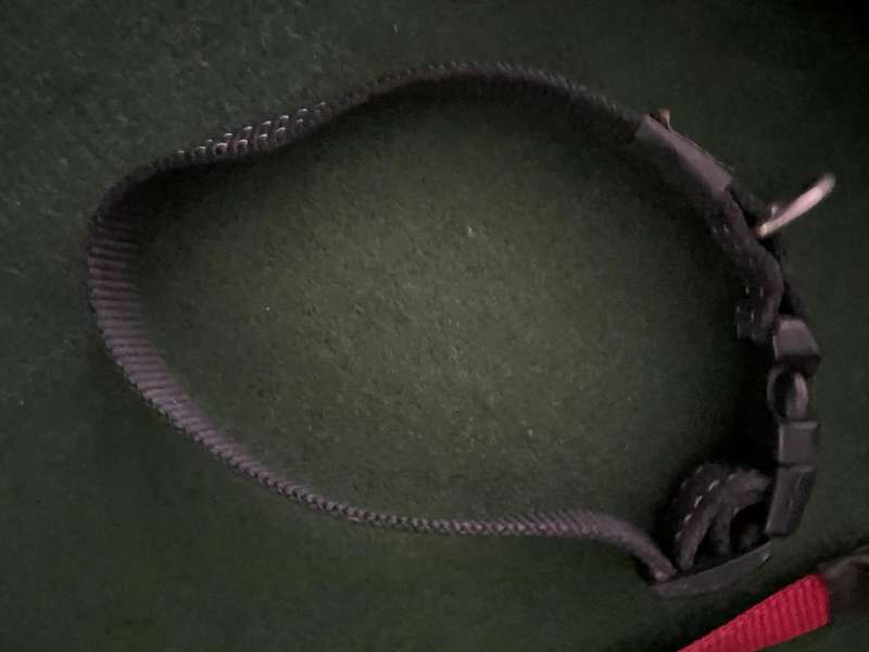 Dog Collars : Rogz collars - take a look : 2 collars and one harness  (sml to med )- good condition