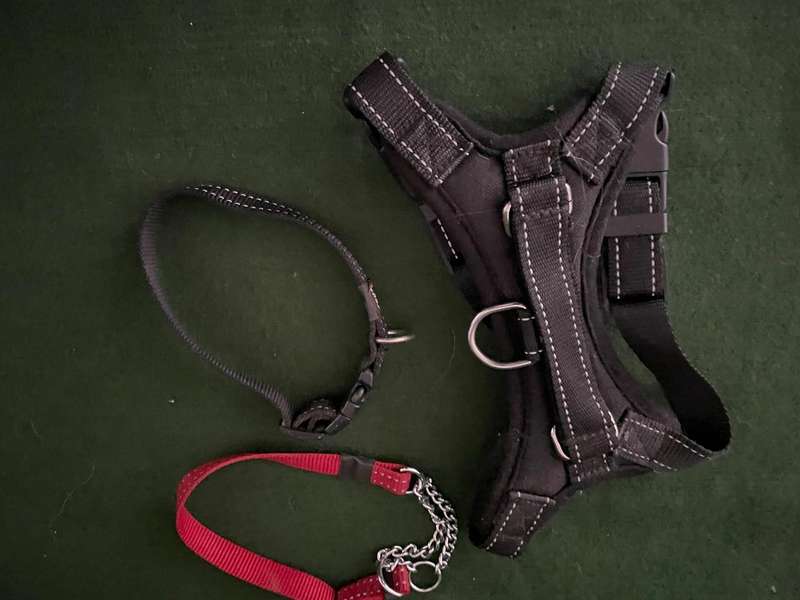 Dog Collars : Rogz collars - take a look : 2 collars and one harness  (sml to med )- good condition