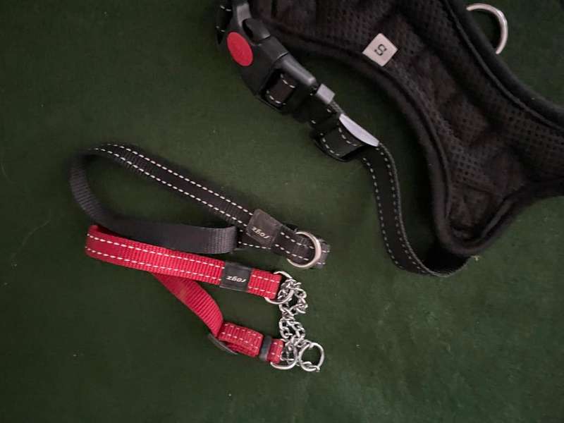 Dog Collars : Rogz collars - take a look : 2 collars and one harness  (sml to med )- good condition