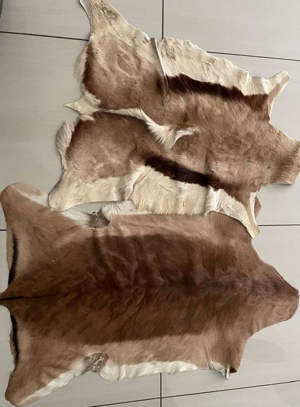 Skins : Springbok and Impala skins - nice condition - great for around the house