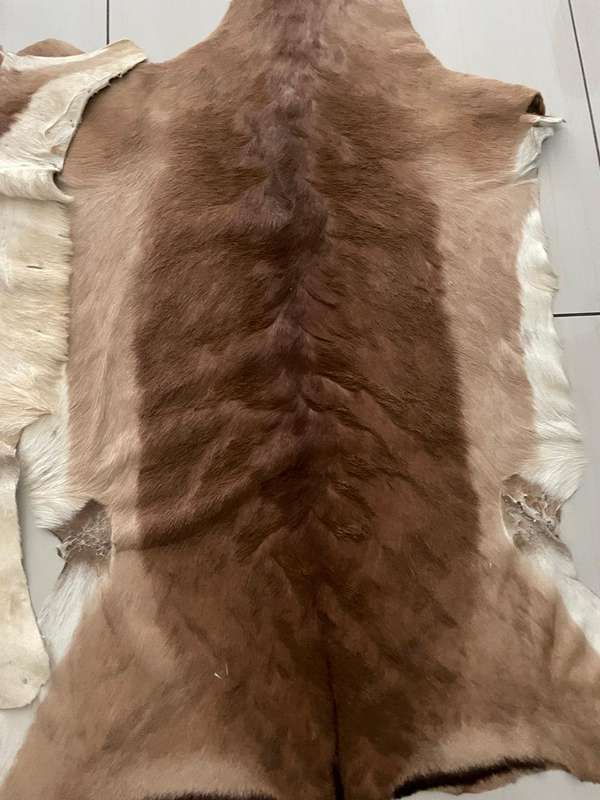 Skins : Springbok and Impala skins - nice condition - great for around the house