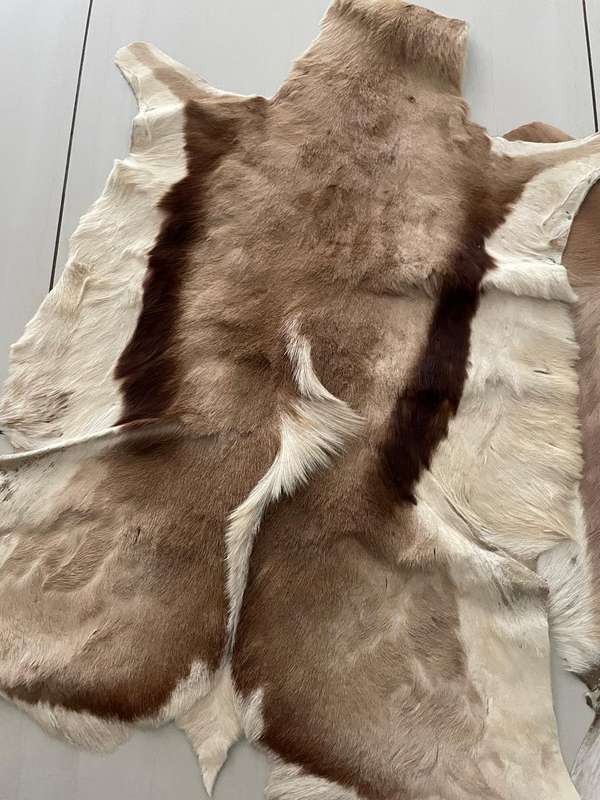 Skins : Springbok and Impala skins - nice condition - great for around the house