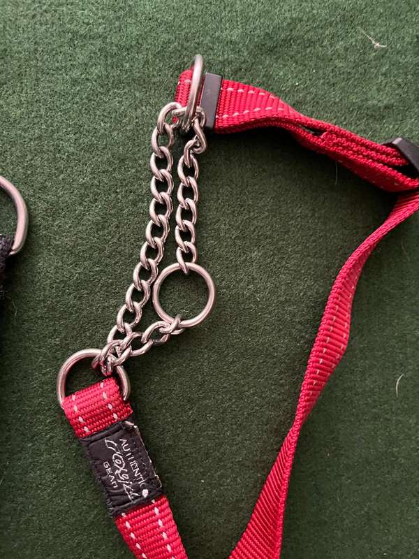 Dog Collars Rogz : 2 x dog collars - medium and large bread dogs - nice condition