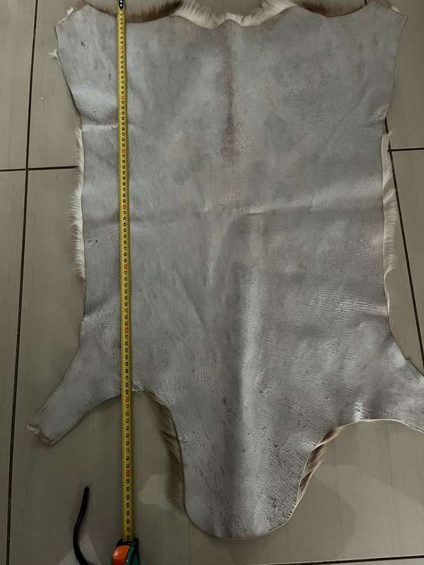 Springbok skin - excellent condition : size 60cm x 89cm