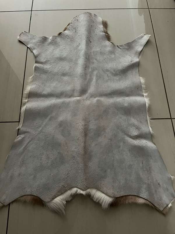 Springbok skin - excellent condition : size 60cm x 89cm